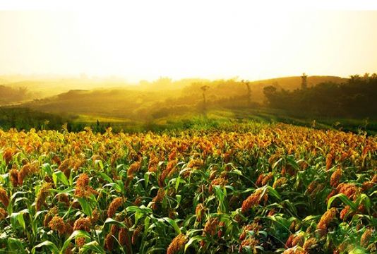 點擊查看詳細信息<br>標題：   閱讀次數：3052